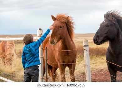 Beautiful child and horses in the nature, early in the morning on a windy autumn day in Iceland - Powered by Shutterstock