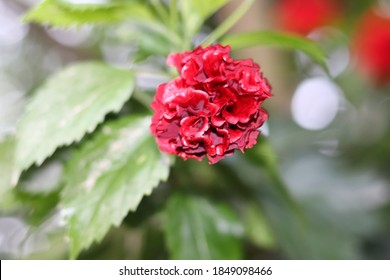 Joba Flower High Res Stock Images | Shutterstock