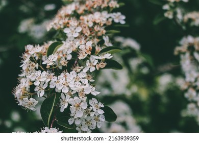 Beautiful Chinese Haw Tree In Bloom.