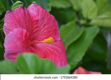 Shoebackplant Images, Stock Photos & Vectors  Shutterstock