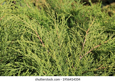 Beautiful Chinese Juniper In Sunny April