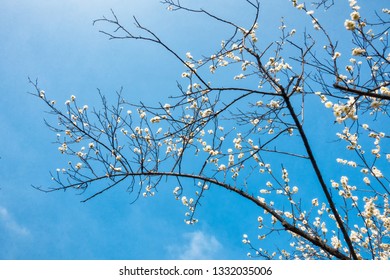 Beautiful Chinese Plum Flower Gardenthailand Stock Photo 1332035006 ...