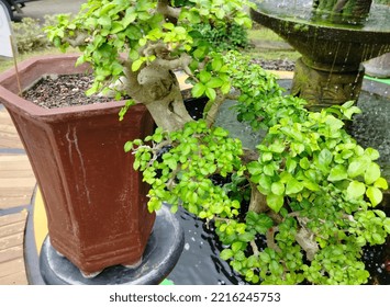 Beautiful chinese sweet plum bonsai - Shutterstock ID 2216245753