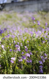 146 Chinese violet cress Images, Stock Photos & Vectors | Shutterstock