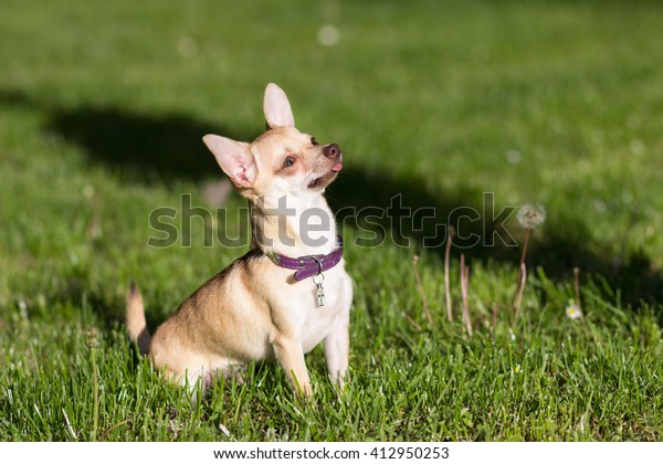 Beautiful Chivava Dog Standing Looking Green Stock Photo (Edit Now ...