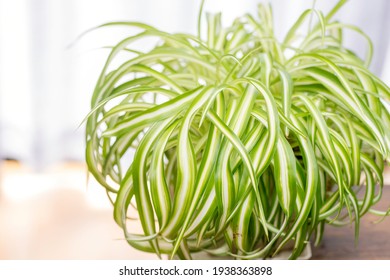 46,838 Spider plant white background Images, Stock Photos & Vectors ...