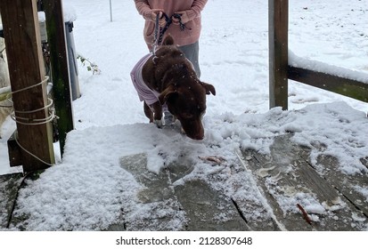 Beautiful Chocolate Brown, Lab Mix; Enjoying The Snow