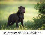 Beautiful chocolate brown labrador retriever dog standing in the green grass near bush with leaves on the summer green background