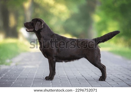 Beautiful chocolate brown labrador retriever dog standing in show breed stack on the clean path on warm summer yellow green background