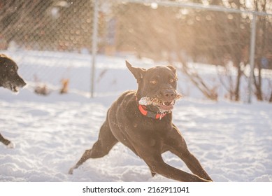 Beautiful Chocolate Lab Dog Outside In Winter