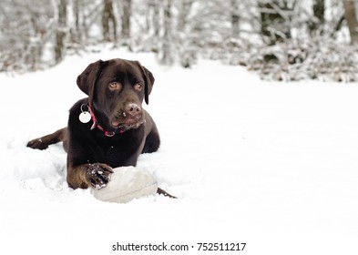 Beautiful chocolate labrador playing with a ball in the snow