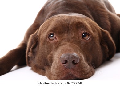 Beautiful Chocolate Labrador Retriever