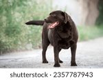 beautiful chocolate labrador retriever dog portrait standing in nature