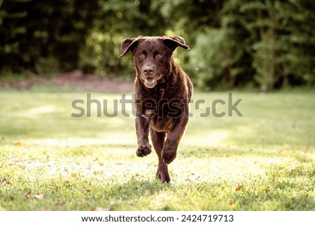 a beautiful chocolate labrador running happily and freely on a lush green field towards the camera