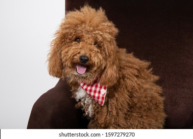 chocolate toy poodle