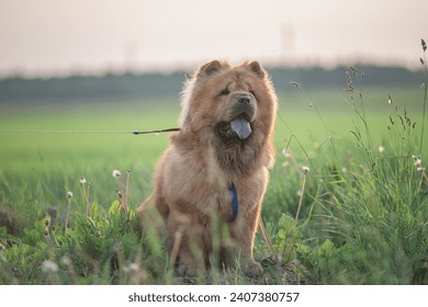 A beautiful chow-chow dog on a walk in the summer.