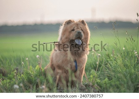 A beautiful chow-chow dog on a walk in the summer. Сток-фото © 