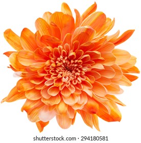 Beautiful chrysanthemum flower isolated on white background