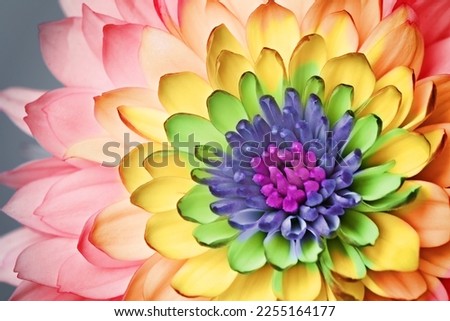 Beautiful chrysanthemum flower in rainbow colors on grey background, closeup