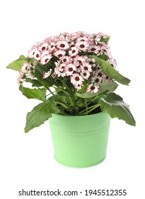 Beautiful Cineraria Plant In Flower Pot Isolated On White