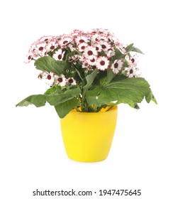 Beautiful Cineraria Plant In Flower Pot Isolated On White