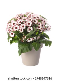 Beautiful Cineraria Plant In Flower Pot Isolated On White