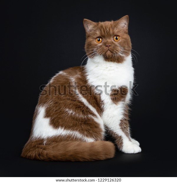 Beautiful Cinnamon White British Shorthair Cat Stock Image