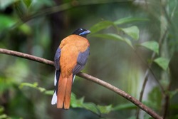Beautiful Cinnamon-rumped Trogon (Harpactes Orrhophaeus), Uprisen Angle View, Back Shot, Sitting On The Curve Branch In Nature Background In The Morning, Taman Negara National Park, Malaysia.