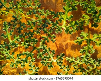 Beautiful Citrullus Colocynthis Leaves In The Sand