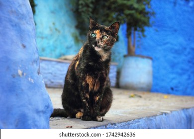 Beautiful city view, dark brown spotted cat with green eyes at the background of blue walls in historical center, ancient Medina of Chefchaouen (Chaouen), Morocco, Maghreb, Northwest Africa. - Powered by Shutterstock