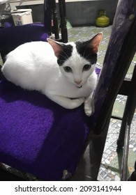 A Beautiful, Classy, Female Cat Are Sitting On The Chair In The Kitchen. Her Full And Black Eyes Together With Cute Bangs On Her Had Make Her Look Cute.