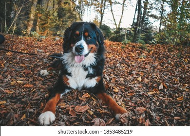 Beautiful And Clean Bernese Mountain Dog Laying In A Forest Full Of Fallen Leaves. White Tummy Makes A Perfect Contrast To Autumn Colors