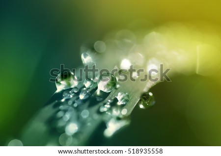 Similar – Image, Stock Photo Dew drops on leaf Design