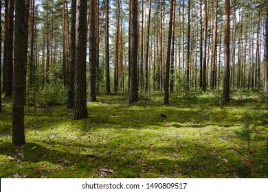 beautiful clean pine forest with green moss in summer