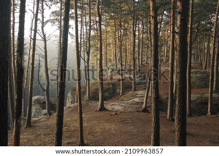 Beautiful clean pine forest on a top of sandstone rocks. A misty pine forest in a cold winter sunlight. Grey sandstones visible on the ground under the brown fallen needles. Calm and mysterious. Love.