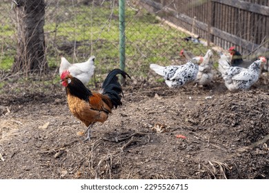Beautiful clean rooster in chicken enclosure with white chicken in background