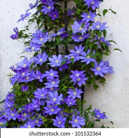 Beautiful Clematis Flower Vine On A Trellis