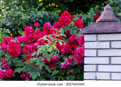 9,016 Climbing red rose Images, Stock Photos & Vectors | Shutterstock