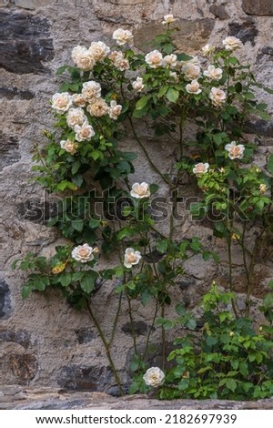 Beautiful climbing rose tree with creamy peach flowers blooming on ancient stone wall