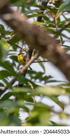 Beautiful Clockwork Bird In Trees In Rio De Janeiro
