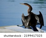                    Beautiful close up of an anhinga sunning on a pier to dry its wings at Jarvis Creek Park in Hilton Head. Blue water is the background.            