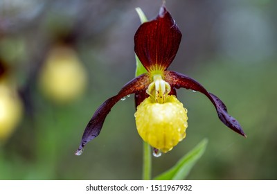 Shoe Orchid Images, Stock Photos 