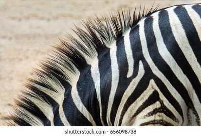 Beautiful close up of the black and white striped fur of the plains zebra (Equus quagga, formerly Equus burchellii, Burchell's zebra), also known as the common zebra. - Powered by Shutterstock