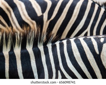 Beautiful close up of the black and white striped fur of the plains zebra (Equus quagga, formerly Equus burchellii, Burchell's zebra), also known as the common zebra. - Powered by Shutterstock