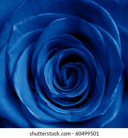 blue rose wallpaper stock photos images photography shutterstock