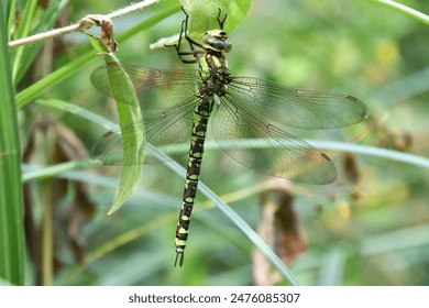 Beautiful close up of bright green and black dragonfly resting on a leaf by the side of a pond. Beautiful detailed photograph of dragonfly insect with delicate wings.  - Powered by Shutterstock