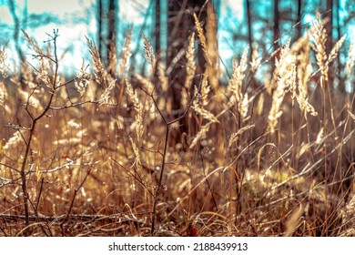 A Beautiful Close Up Brown Long Grass On An Autumn Day At Sunset And Blue Sky 