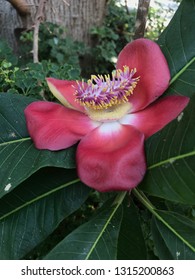 Beautiful Close Up Of  Cannon Ball Tree Flowers (Couroupita Guianensis)