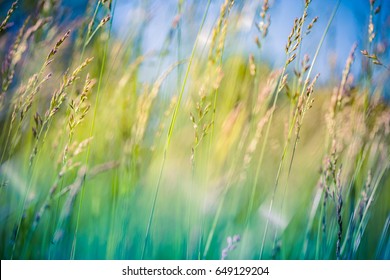 Beautiful close up ecology nature landscape with meadow. Abstract grass background.