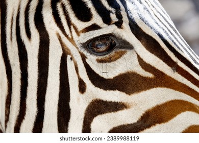                           Beautiful close up of a Zebra’s eye and patterned face.     